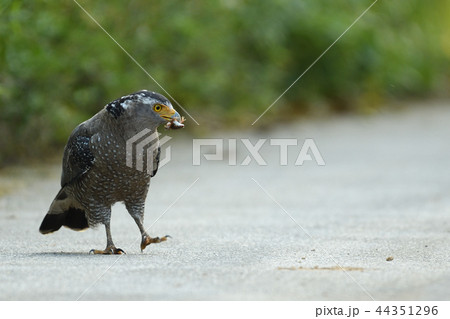 カエルをくわえるカンムリワシ 44351296