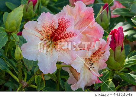 Rhododendron Hybrid Peggy, Rhododendron hybrid 44353048