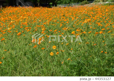 湖畔の花畑 湖畔の花畑 44353127