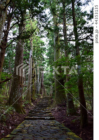 熊野古道　大門坂　那智山　石段 ／ 唐斗石 付近 （ 和歌山県 東牟婁郡 那智勝浦町 ） 44353135