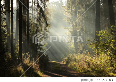 Dirt road through a foggy autumn forest at dawn 44353163