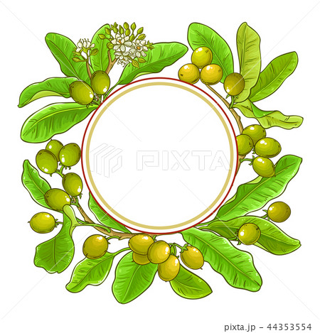 shea vector frame 44353554