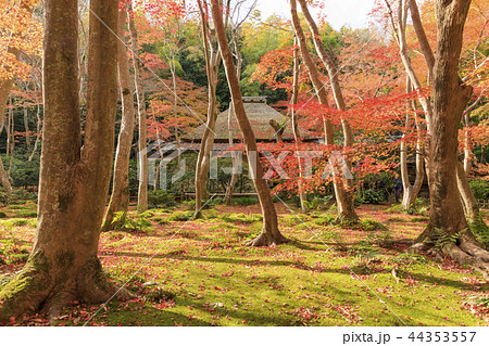 京都・秋の祇王寺 44353557