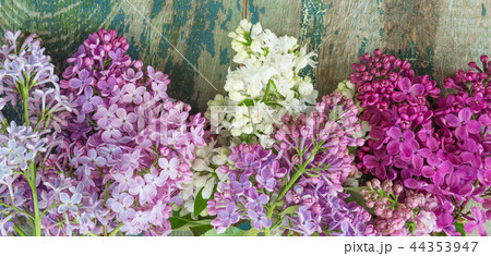 Lush multicolored bunches of lilac 44353947