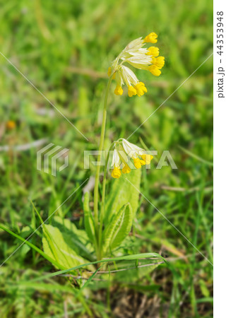 Medicinal plant primrose spring 44353948