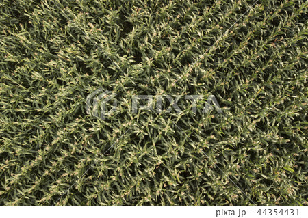 The view from high on a green field of corn The view from high on a green field of corn 44354431