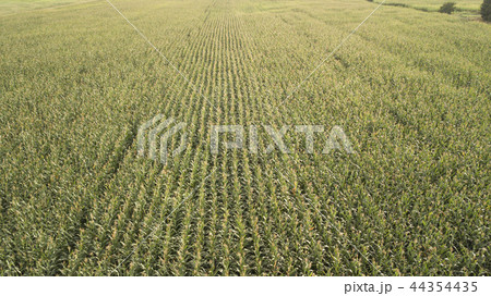 The view from high on a green field of corn 44354435