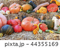 Thanksgiving 44355169