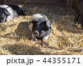 Young pig on straw 44355171