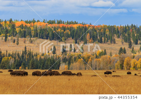 Herd of Bison in fall Herd of Bison in fall 44355354