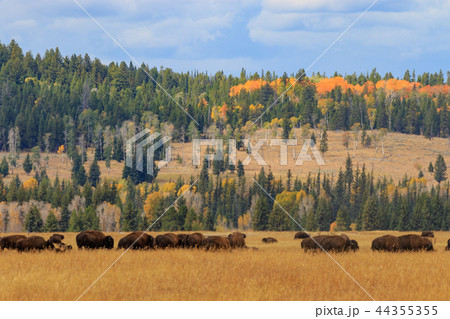 Herd of Bison in fall 44355355