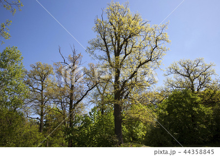 deciduous trees deciduous trees 44358845