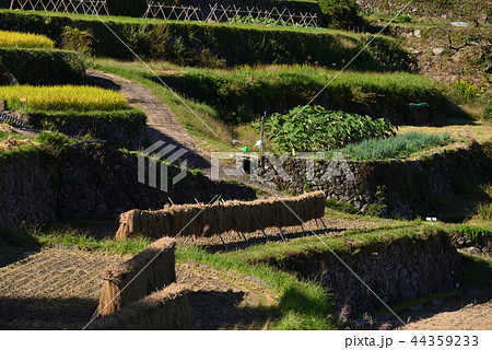 棚田 44359233