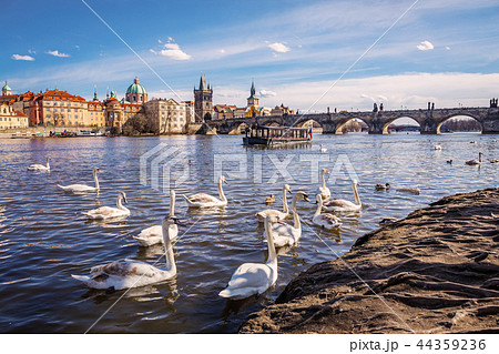 Swans on Vltava river 44359236