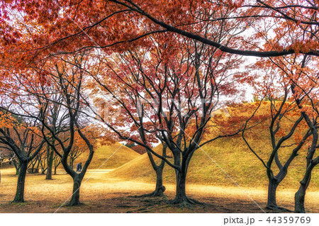 royal mounds with autumn foliage royal mounds with autumn foliage 44359769