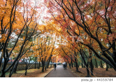 fall foliage road 44359784