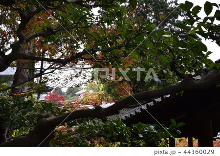 東福寺 紅葉 東福寺 紅葉 44360029