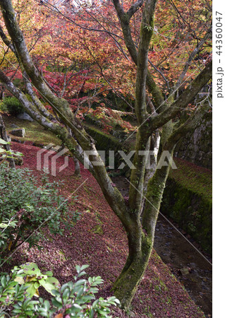 東福寺 紅葉 東福寺 紅葉 44360047