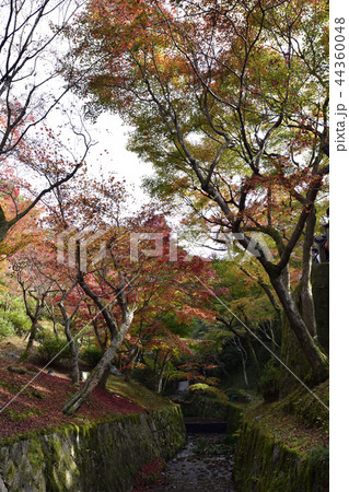 東福寺 紅葉 東福寺 紅葉 44360048