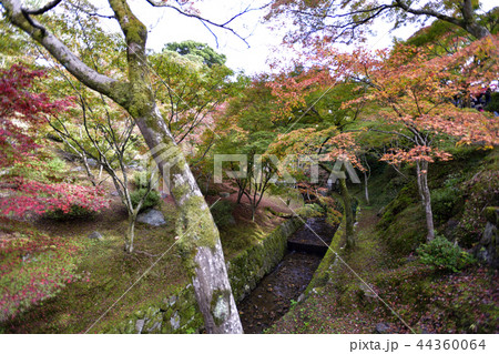 東福寺　紅葉 44360064
