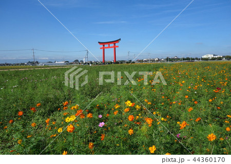 小泉稲荷大鳥居周辺コスモス 小泉稲荷大鳥居周辺コスモス 44360170