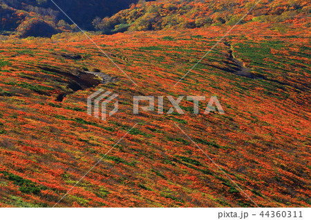 紅葉の栗駒山 紅葉の栗駒山 44360311