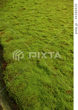 東福寺 開山堂庭園 苔庭 東福寺 開山堂庭園 苔庭 44360420