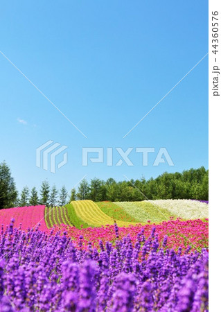 北海道 青空と彩りの花畑の写真素材