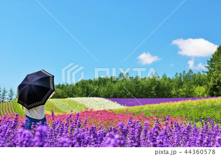 北海道 青空の花畑と日傘の女性の写真素材