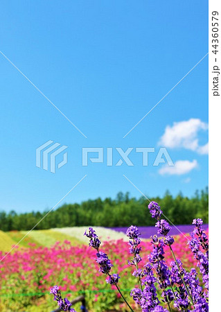 北海道 青空の花畑とラベンダーの写真素材