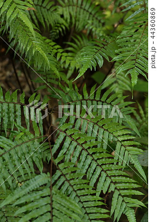 自然　植物　クロヘゴ、別名『オニヘゴ』。琉球の暗い森、谷筋に点々と群落を作っています 44360869