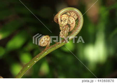 自然 植物 クロヘゴ、新芽です。羽軸はまだ緑色、葉はここから一メートル以上の大きさに成長します 自然 植物 クロヘゴ、新芽です。羽軸はまだ緑色、葉はここから一メートル以上の大きさに成長します 44360870