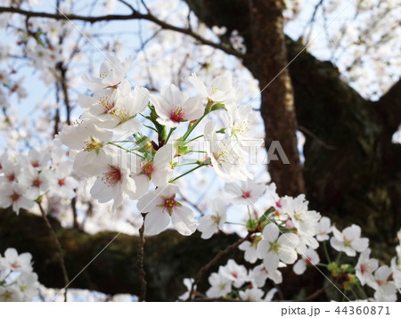 【日本の春】満開の桜 44360871