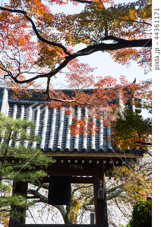 京都 善峯寺の紅葉 44361171