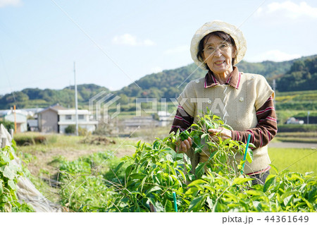 畑仕事をする日本人の高齢者 44361649