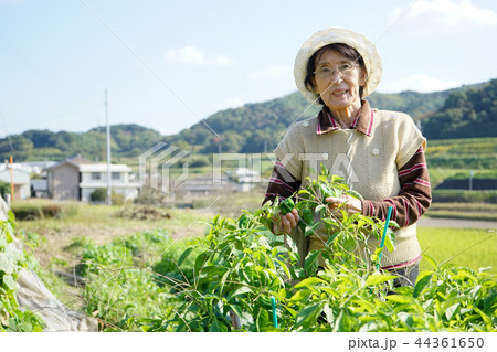 畑仕事をする日本人の高齢者 44361650