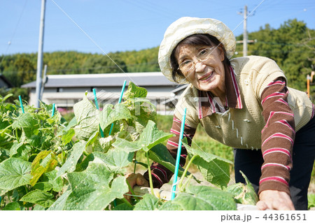 畑仕事をする日本人の高齢者 44361651