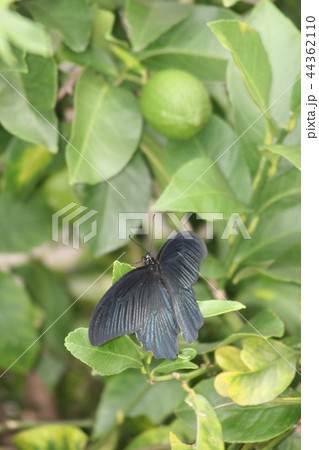 檸檬とナガサキアゲハ 44362110