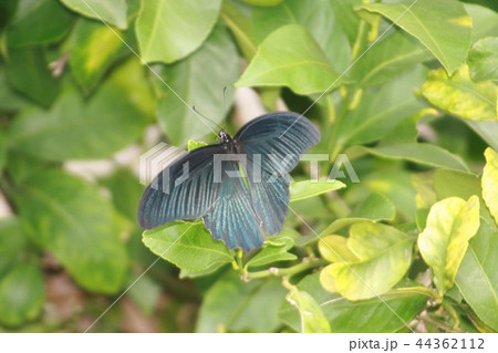 檸檬とナガサキアゲハ 44362112