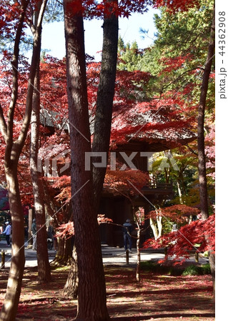 紅葉のピークを迎えた平林寺境内 紅葉のピークを迎えた平林寺境内 44362908