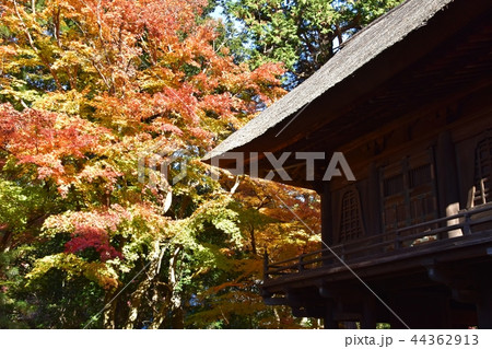 紅葉のピークを迎えた平林寺境内 紅葉のピークを迎えた平林寺境内 44362913