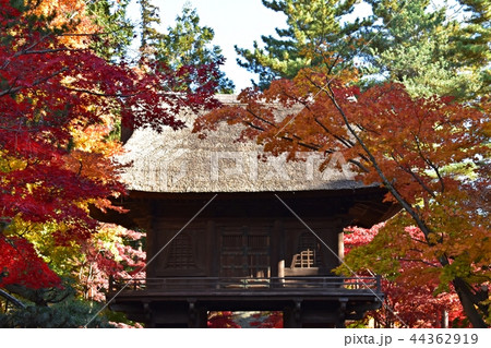 紅葉のピークを迎えた平林寺境内 44362919