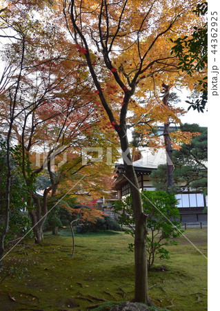 紅葉のピークを迎えた平林寺境内 紅葉のピークを迎えた平林寺境内 44362925