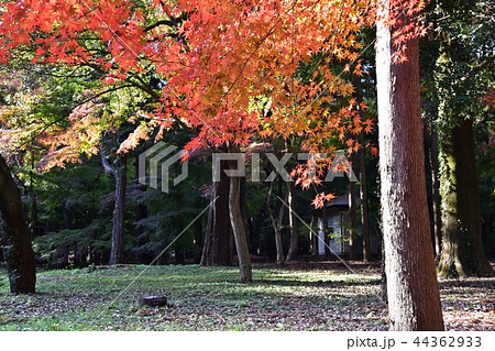 紅葉のピークを迎えた平林寺境内 紅葉のピークを迎えた平林寺境内 44362933