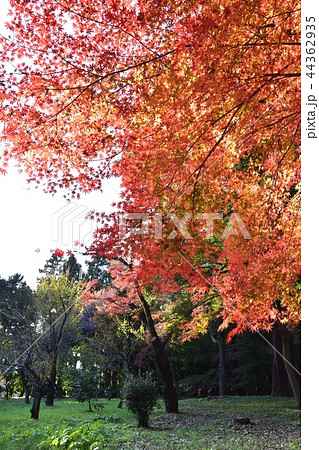 紅葉のピークを迎えた平林寺境内 紅葉のピークを迎えた平林寺境内 44362935
