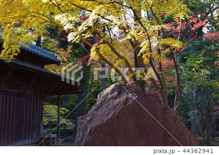 紅葉のピークを迎えた平林寺境内 紅葉のピークを迎えた平林寺境内 44362941