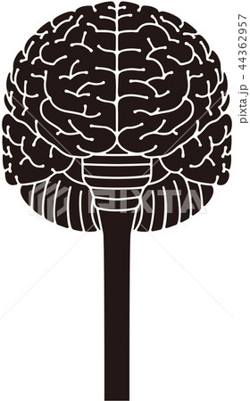 脳の正面イメージのイラスト素材