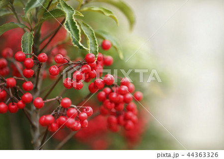 マンリョウ 44363326