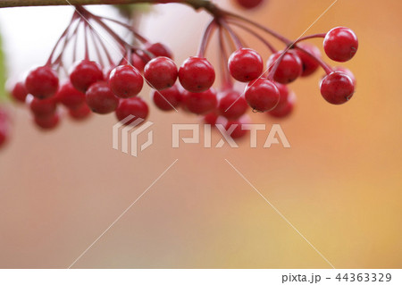 マンリョウ 44363329