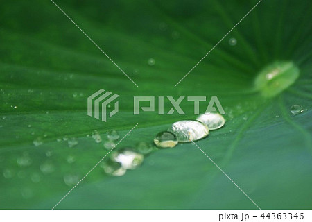 蓮の葉に雫 蓮の葉に雫 44363346